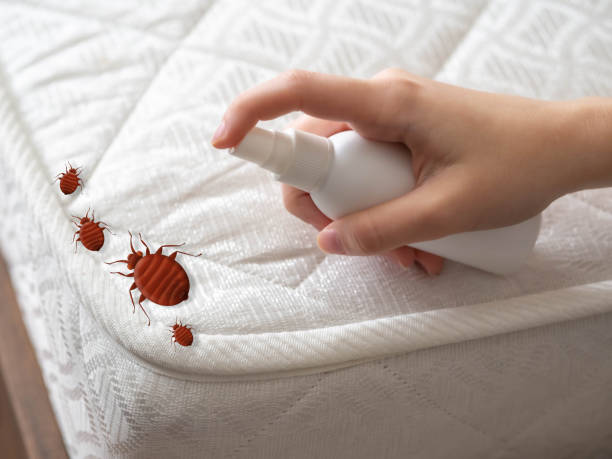 Trusted North Beach Haven, NJ Pest Control Experts